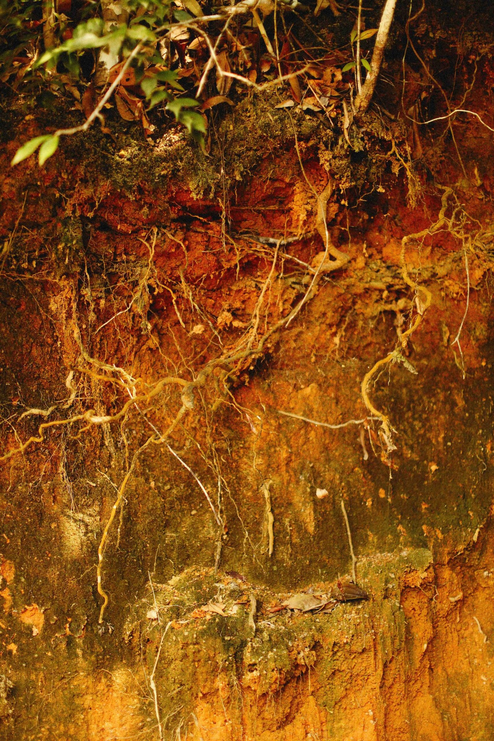 Soil profile showing root growth through various sub soils