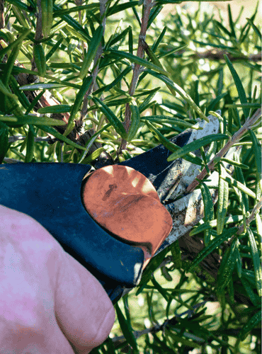 Hand pruners
