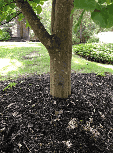 Buried root flare
