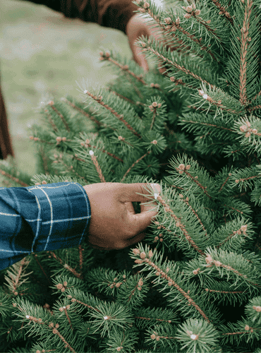 Inspecting Spruce tree